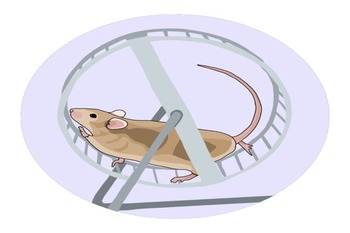 A mouse on a wheel